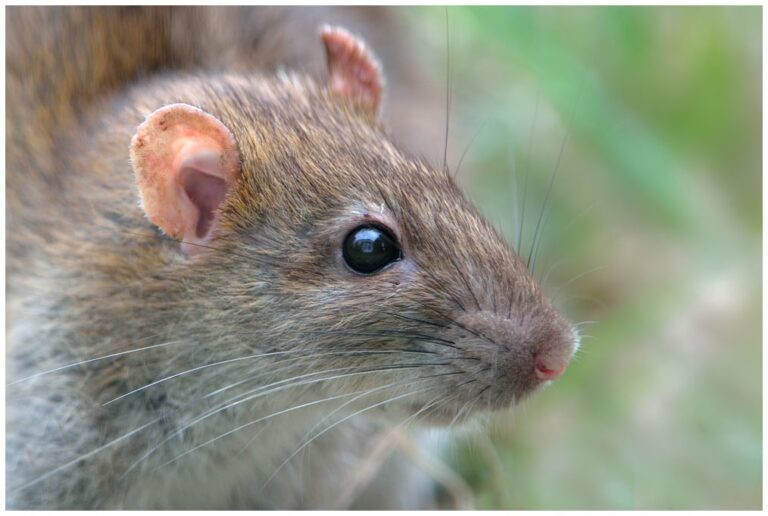 Rattenoverlast verhelpen